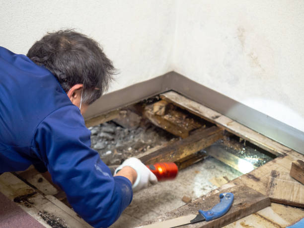 Professional Mold Removal in El Granada, CA
