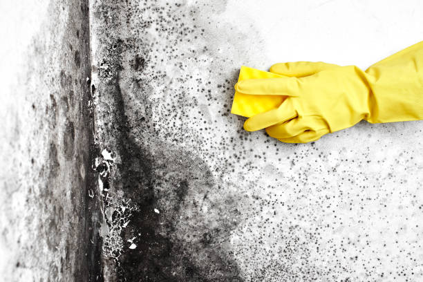 Best Same-Day Mold Removal  in El Granada, CA