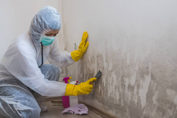 Best Certified Mold Removal  in El Granada, CA