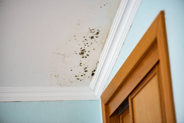 Best Mold Cleaning Services  in El Granada, CA