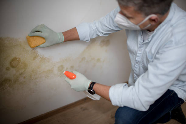 Best Toxic Mold Removal  in El Granada, CA