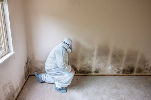 Best Mold Testing and Removal  in El Granada, CA
