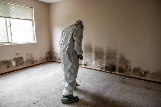Best Attic Mold Removal  in El Granada, CA