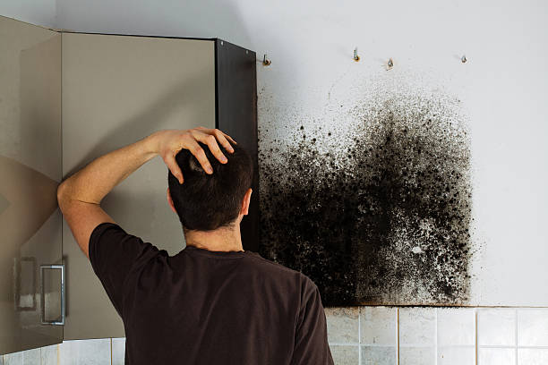 Best Fast Mold Removal  in El Granada, CA
